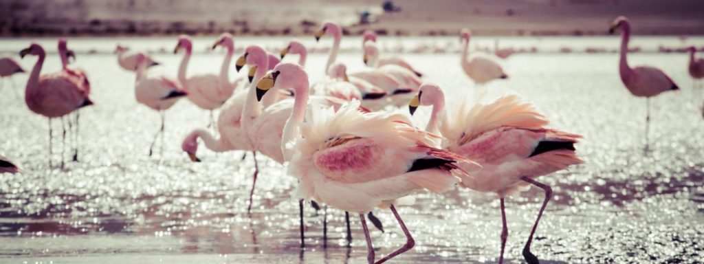 Cristalli di sale saline di Margherita di Savoia